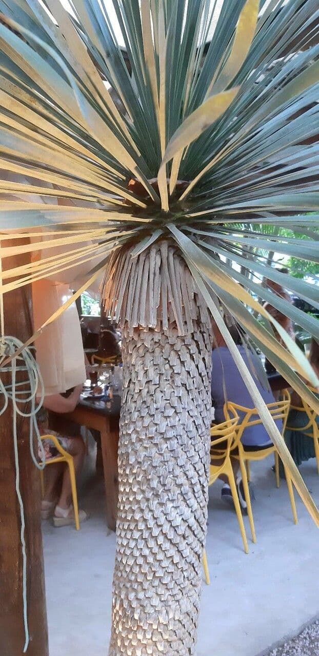 Yucca rostrata