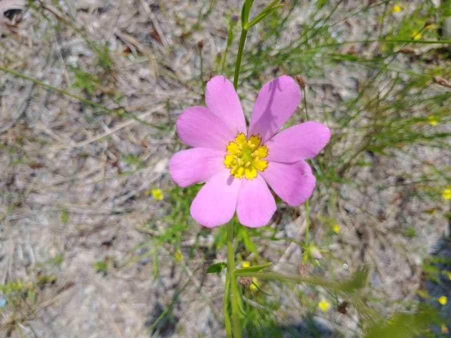 Sabatia gentianoides