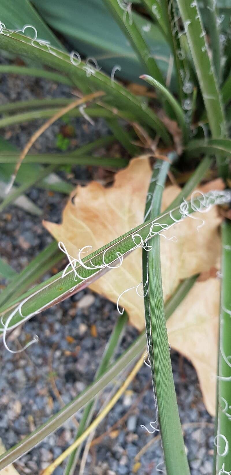 Hesperaloe 16