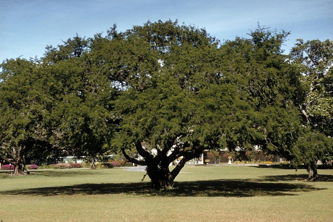 Tamarinde 15