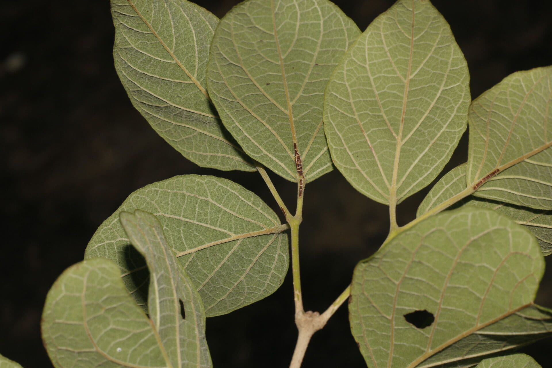 Fridericia 9