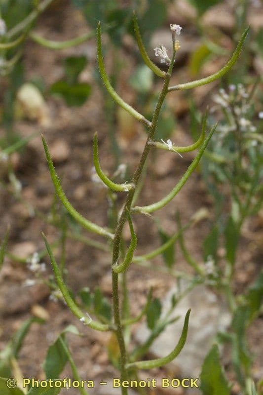 Chorispora 2
