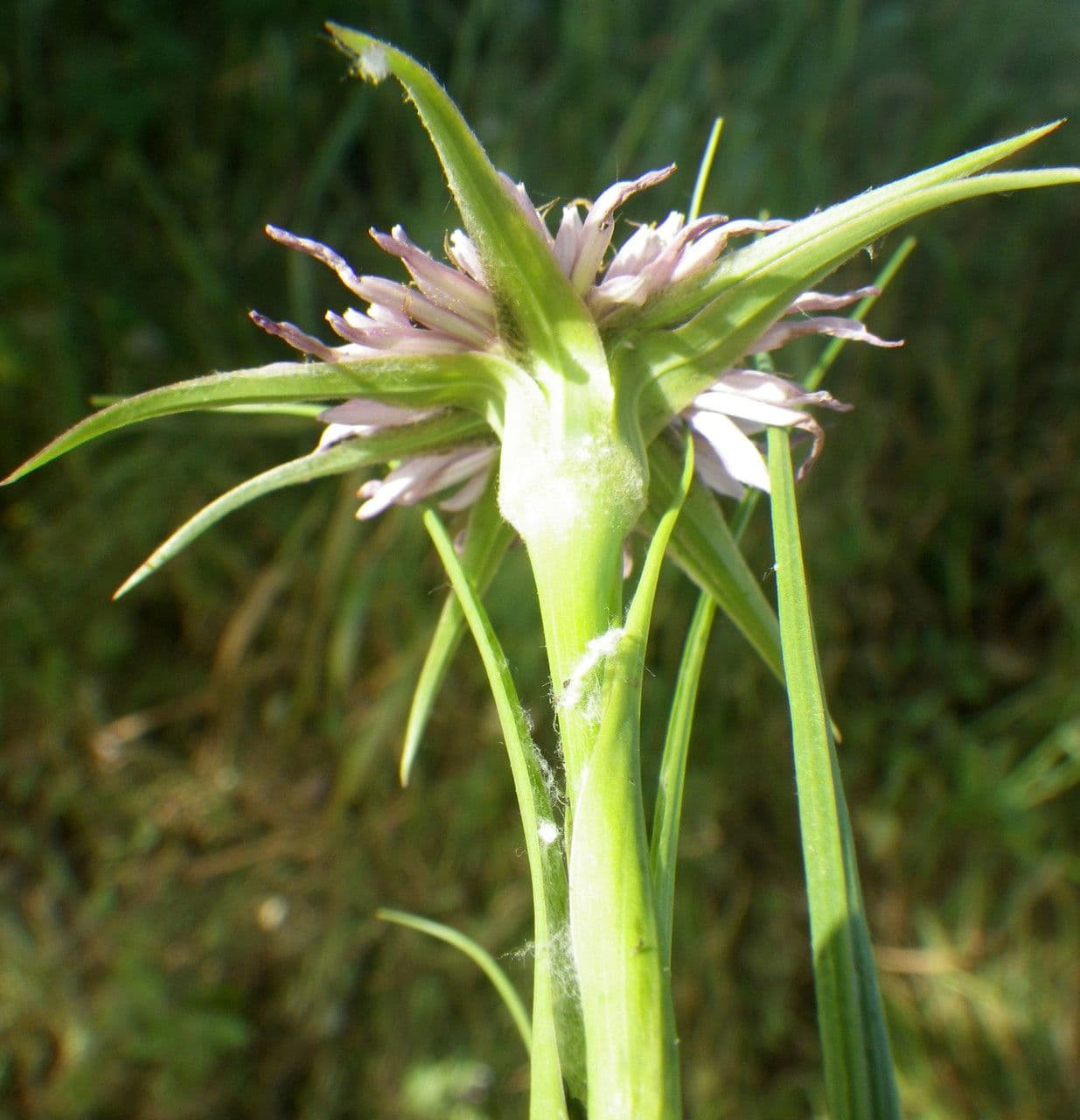 Geropogon hybridus 10