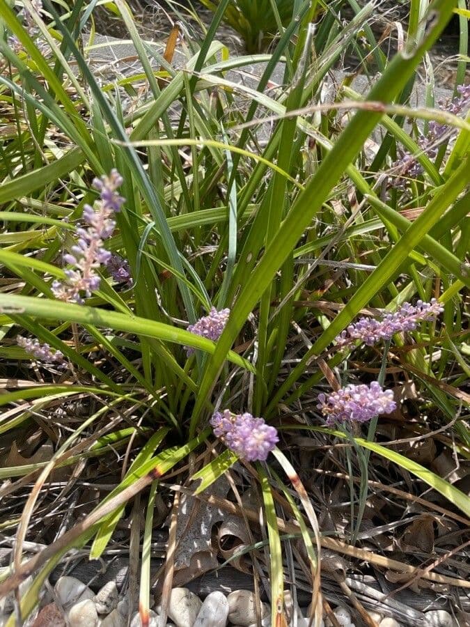 Liriope 19