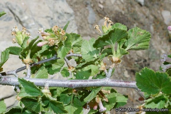 Ribes cereo 23