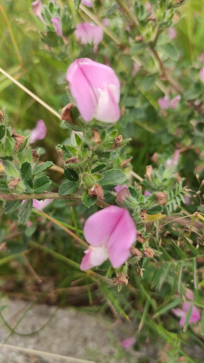 Bugrane penchée