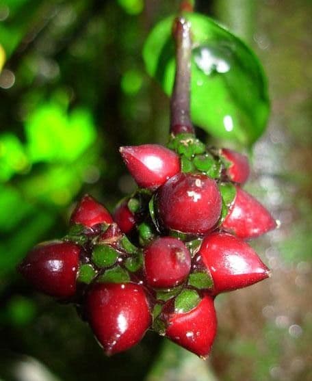 Anturio