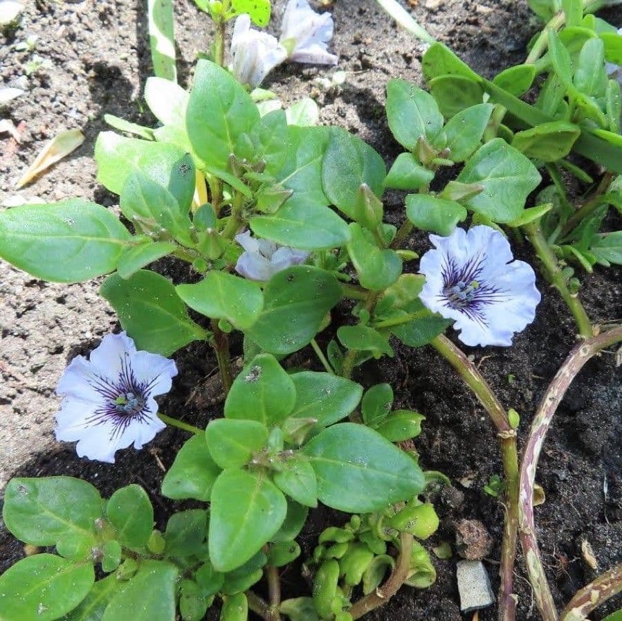 Kriechende Nolane 13