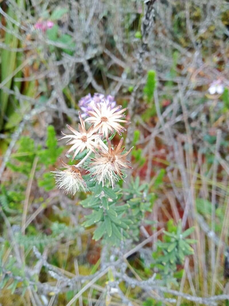 Linochilus phylicoides