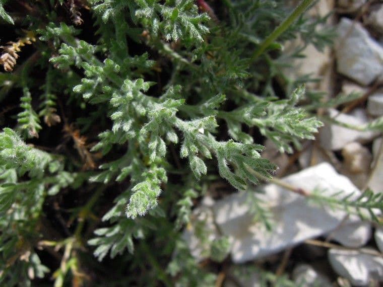 Achillea 10