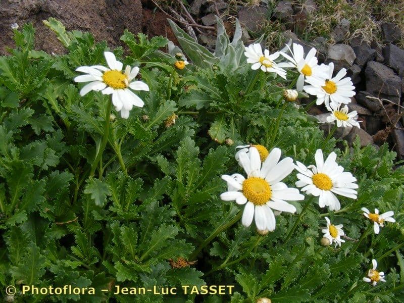 Argyranthemum 7