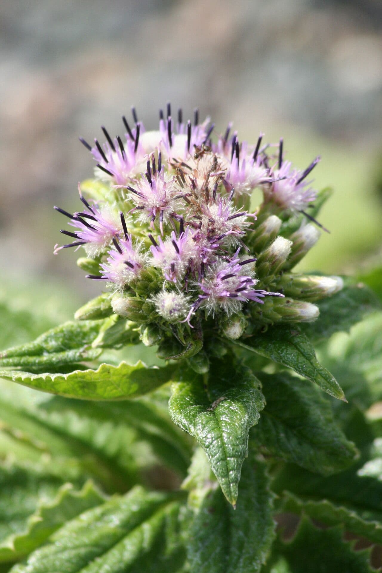 Saussurea