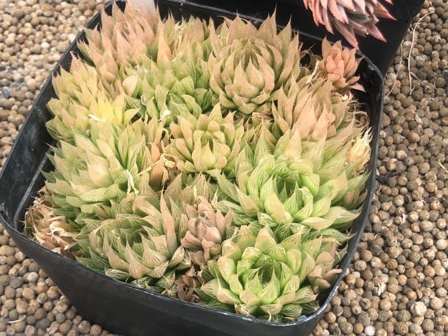 Haworthia