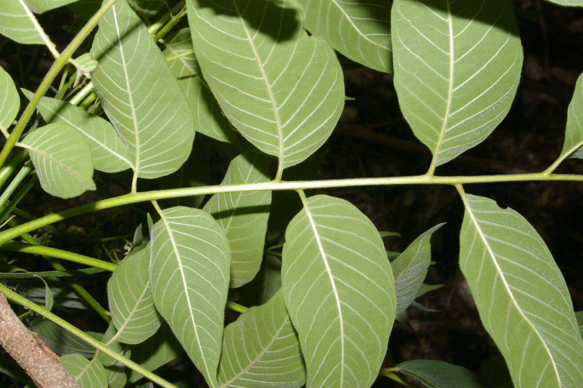 Trichilia americana 8