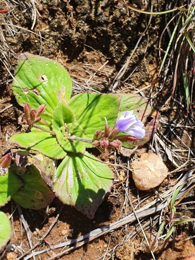 Craterostigma 10