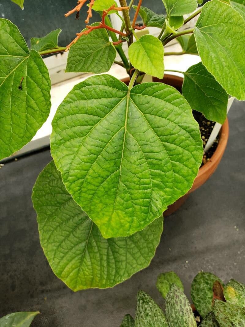 Gloria de Java 12