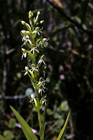 Orchidée d'eau 5