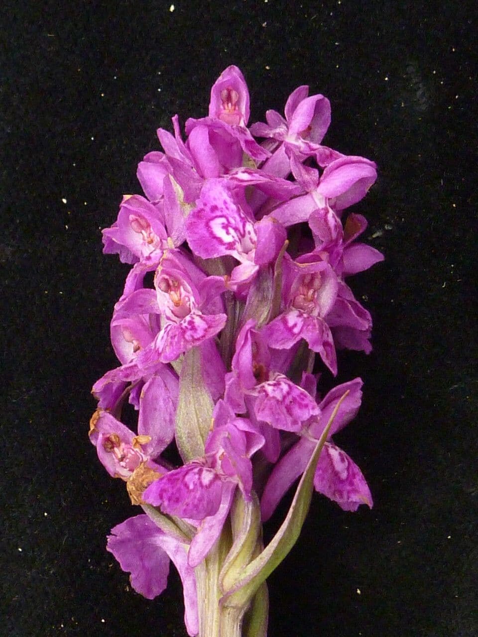 Prstnatec hatagirea 2