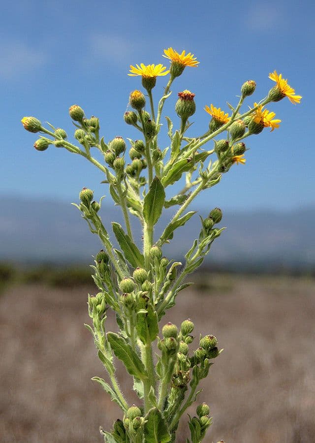 Eteroteca grandiflora 7
