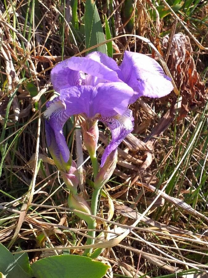 Iris lutescens 7