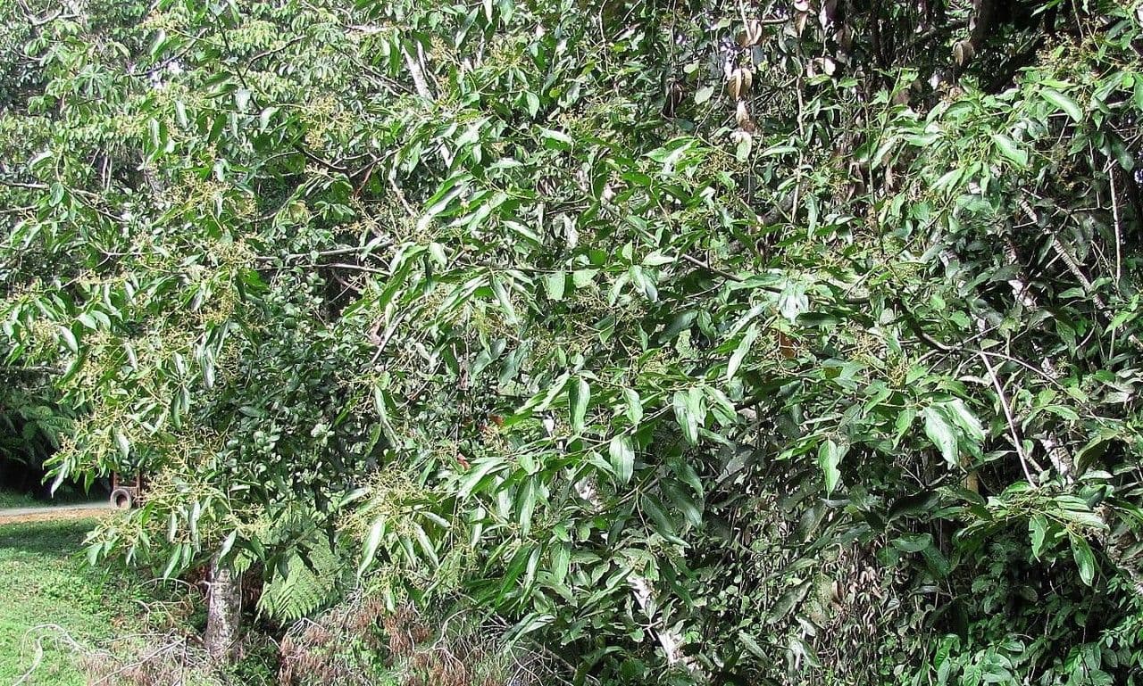 Nectandra 13