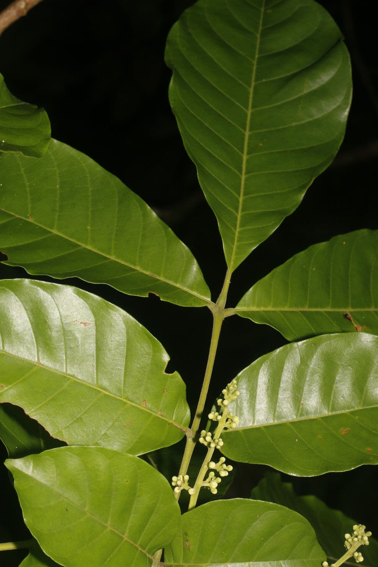 Trichilia martiana 12