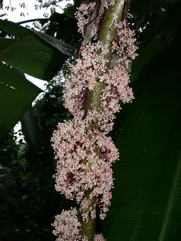 Urera simplex 9