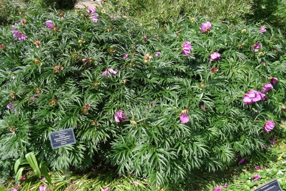Peonia anomala 5