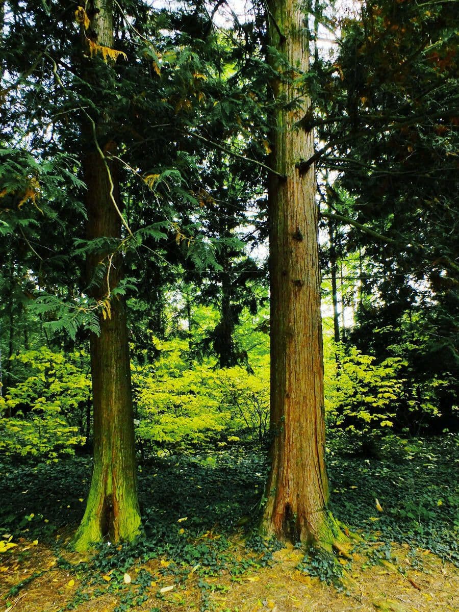Zerav obrovský 24