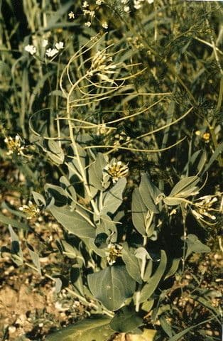 Conringia orientale 14