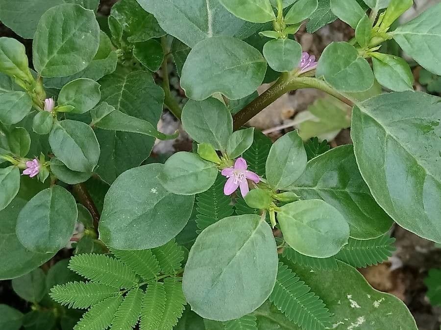 Trianthema portulacastrum 5