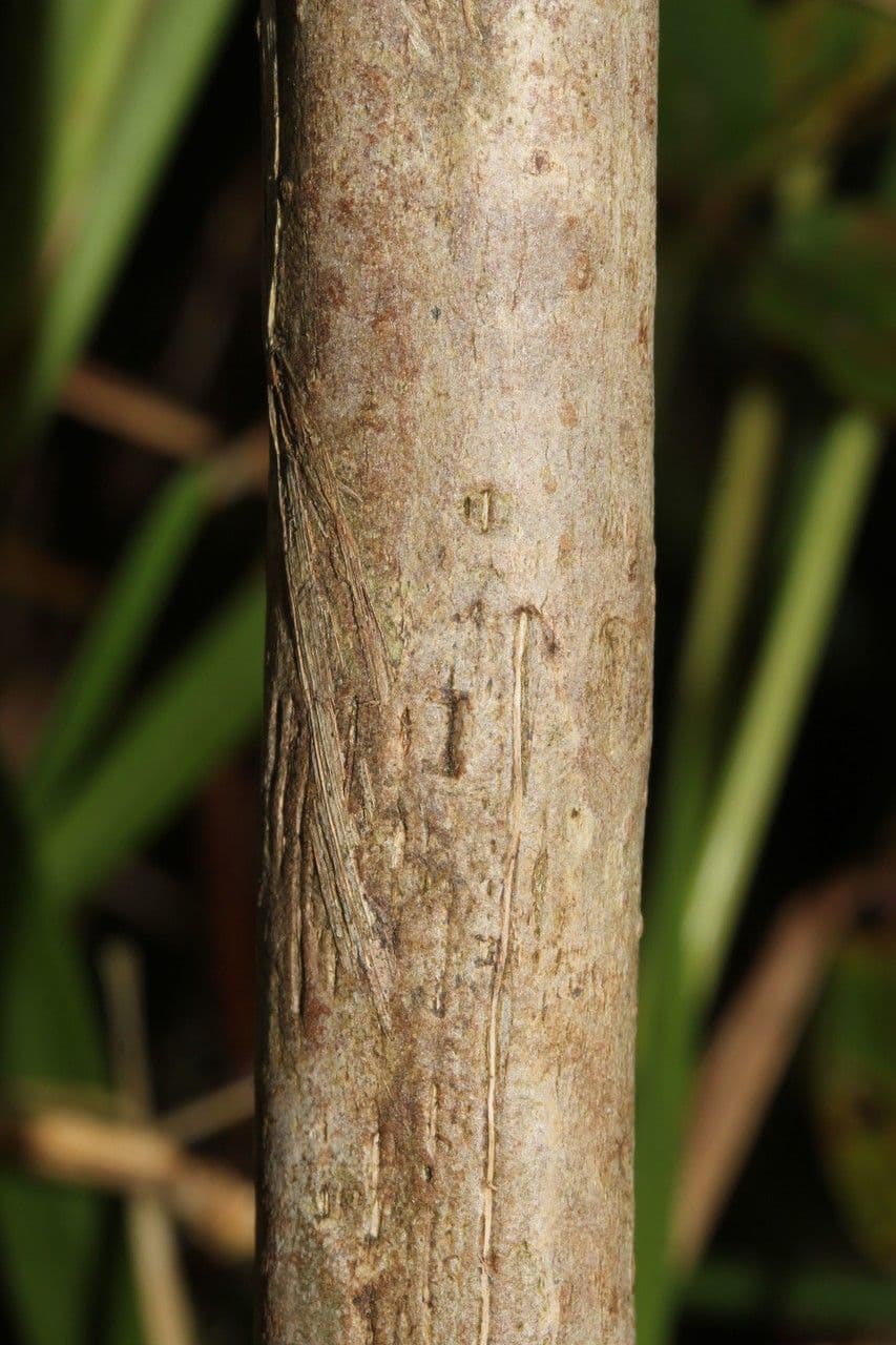 Clibadium 19