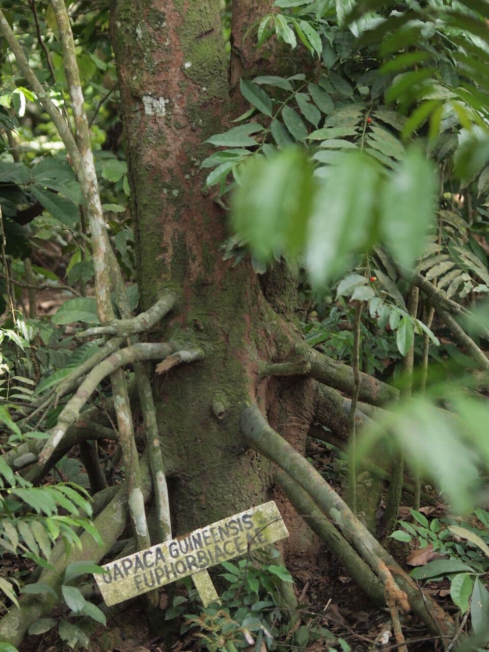 Uapaca della Guinea