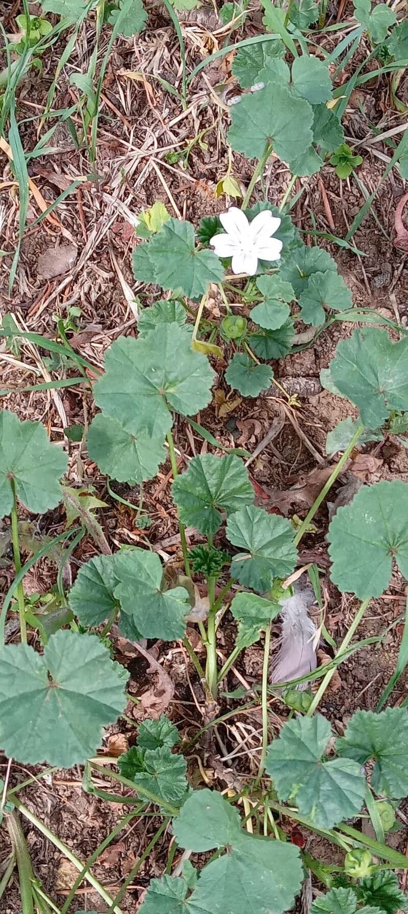 Malva domestica 14