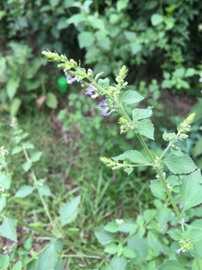 Scutellaria 9