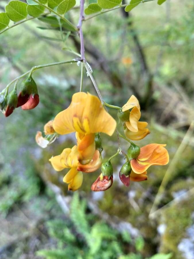 Vescicaria orientale 9