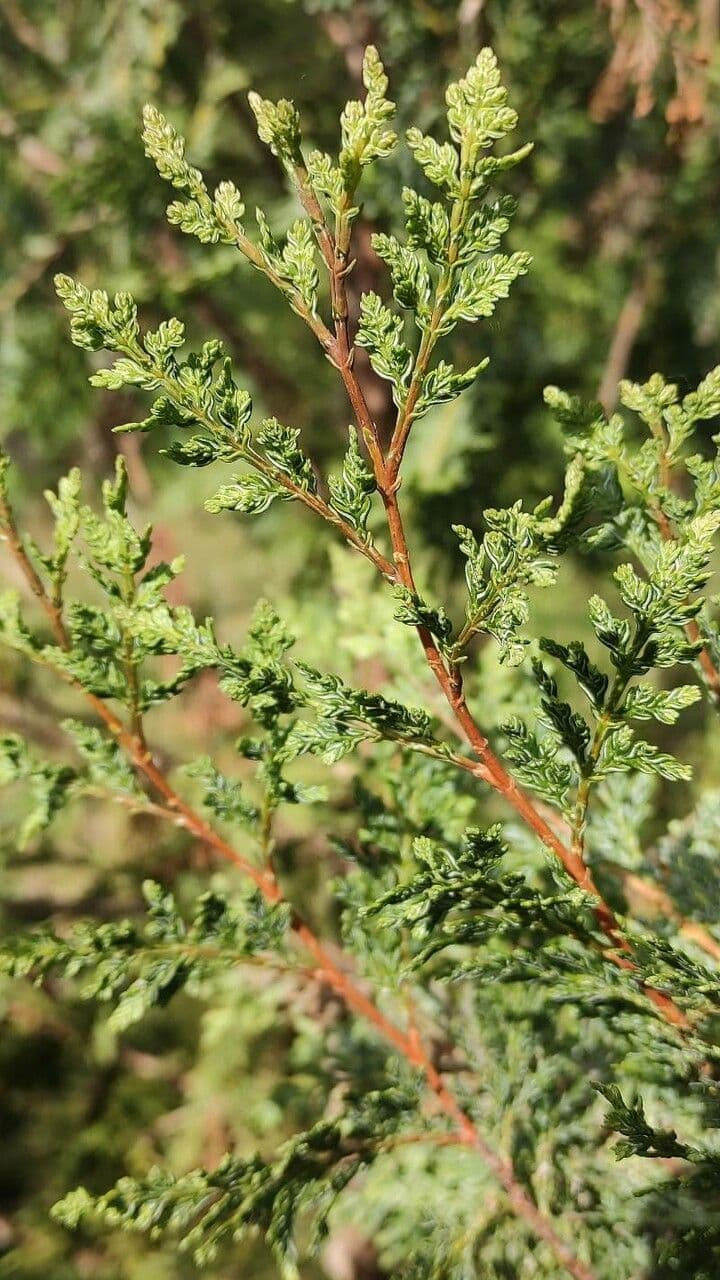 Cedro del Cile 14