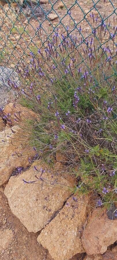 Lavanda canaria 4