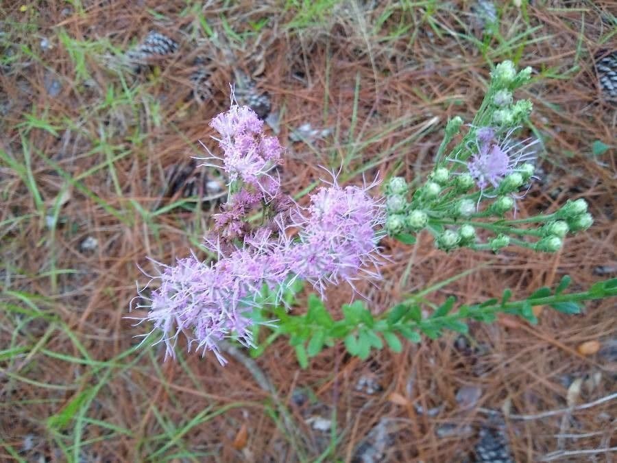 Liatris aspra 5