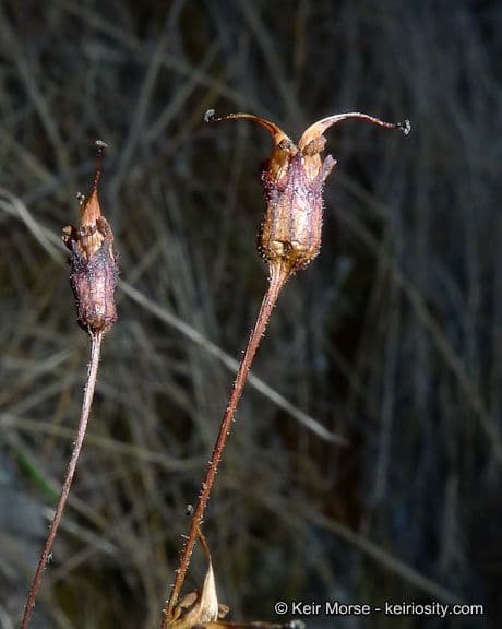 Jepsonia parryi