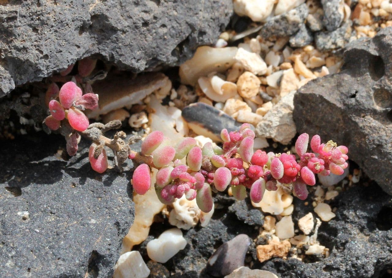 Suaeda vermiculata 9