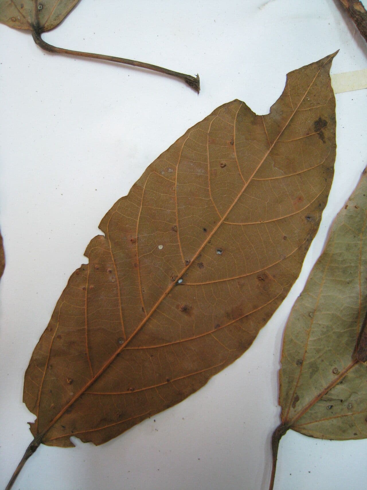 Sterculia 2