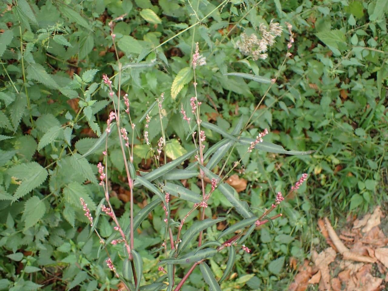 Poligono minore 7