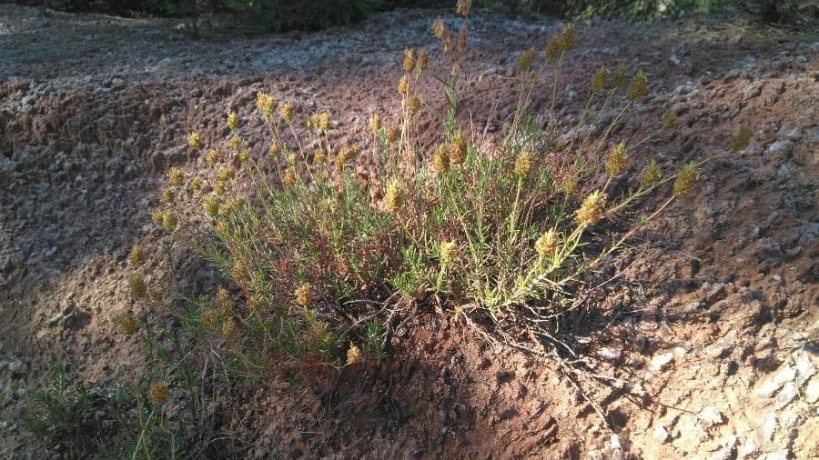 Teucrium 3