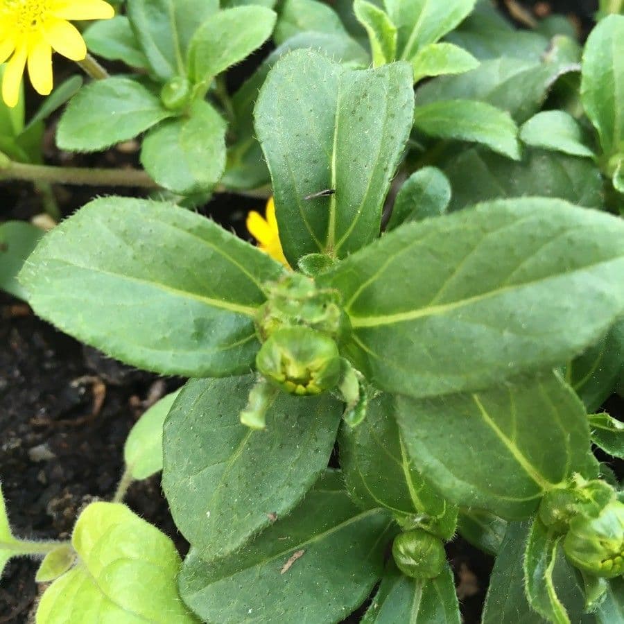 Sanvitalia prostrata 17