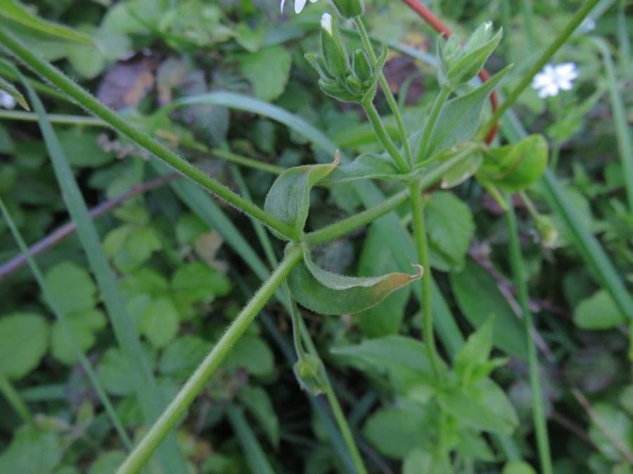 Stellaria 4