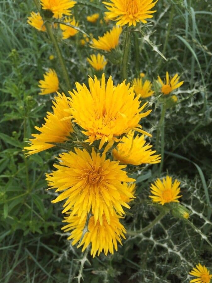 Cardo dorato 6