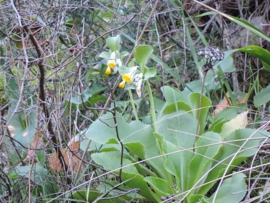 Primula 3