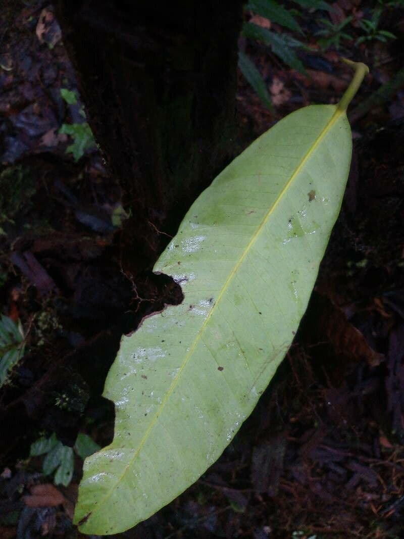 Bentham-Garcinia 4