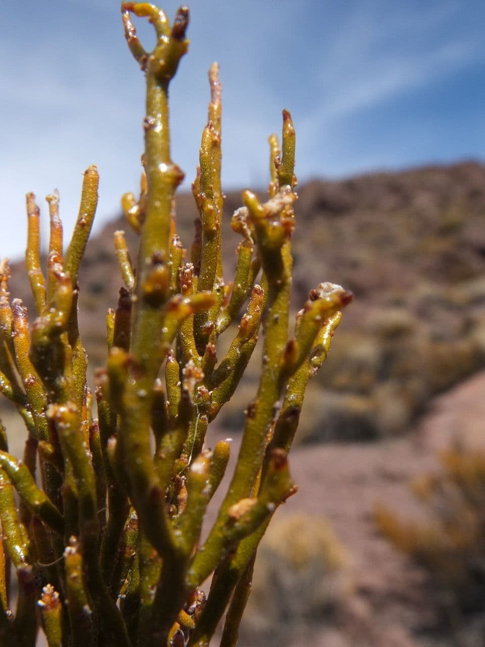 Parastrephia lucida 5